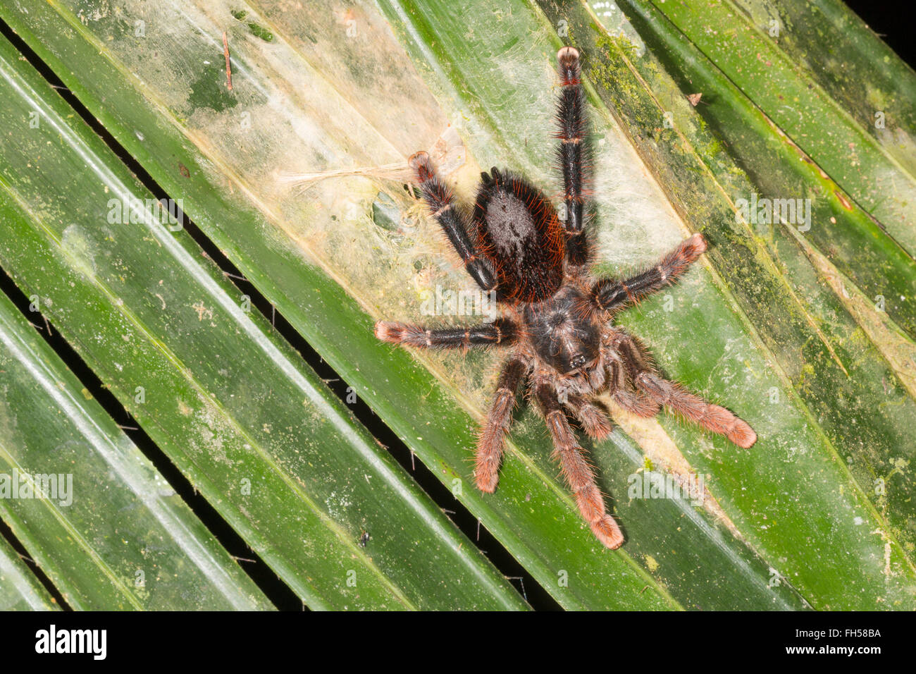 A large and hairy Tarantula (Avicularia sp.) on a palm leaf in rainforest, Pastaza province, Ecuador Stock Photo