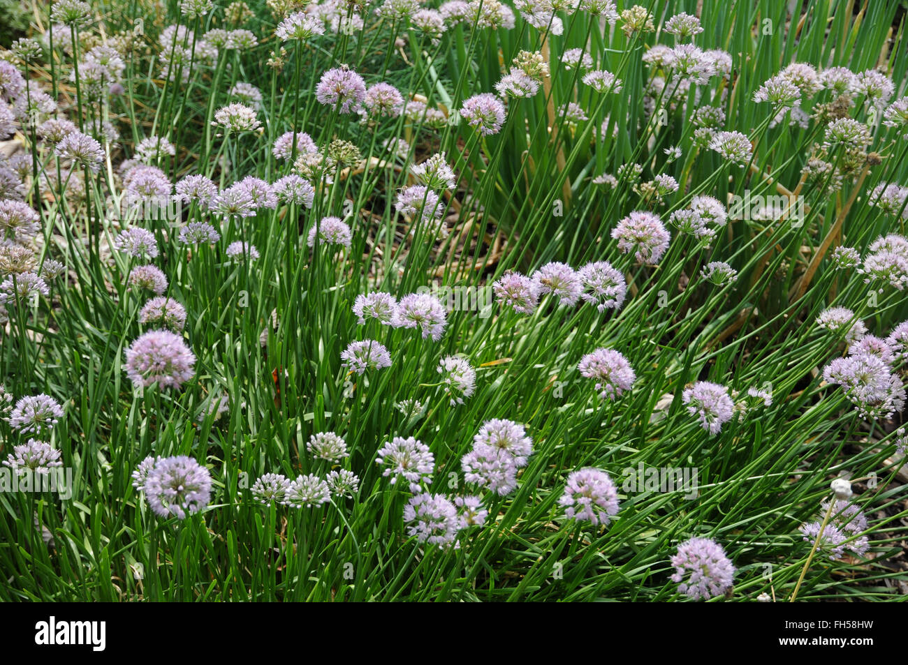 Selective Focus Vegetable Shallot Scientific Name Stock Photo 2311630259