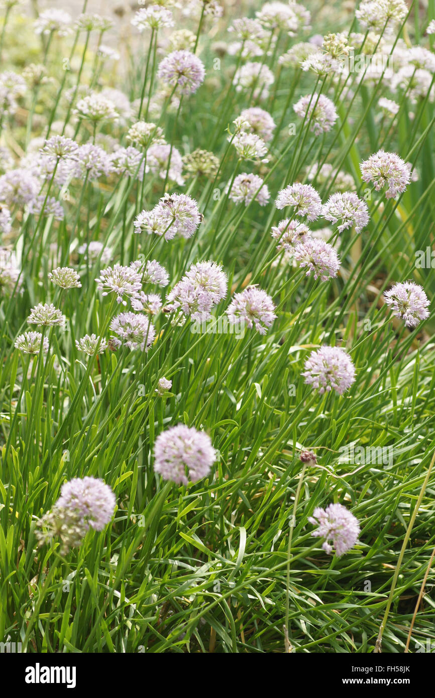 Selective Focus Vegetable Shallot Scientific Name Stock Photo 2311630259