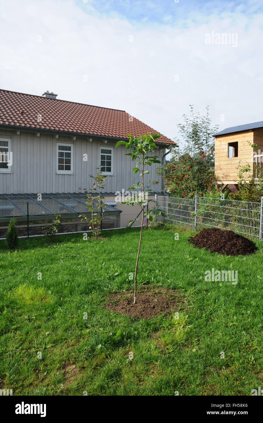 Walnut tree planting Stock Photo
