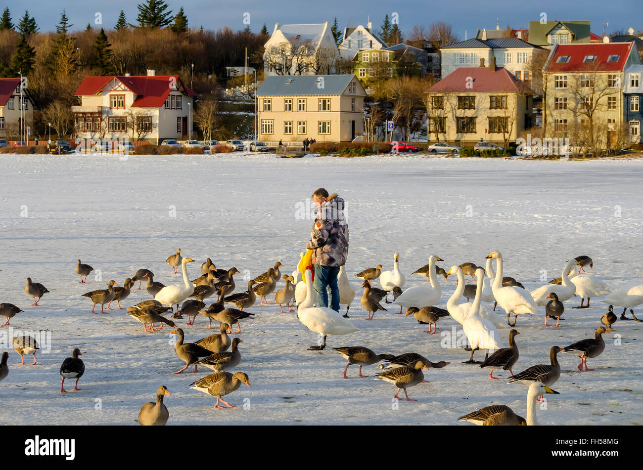 Lake Tjörnin or 'the pond” man feeds ducks and geese on frozen lake in winter, central Reykjavik, Iceland. Stock Photo