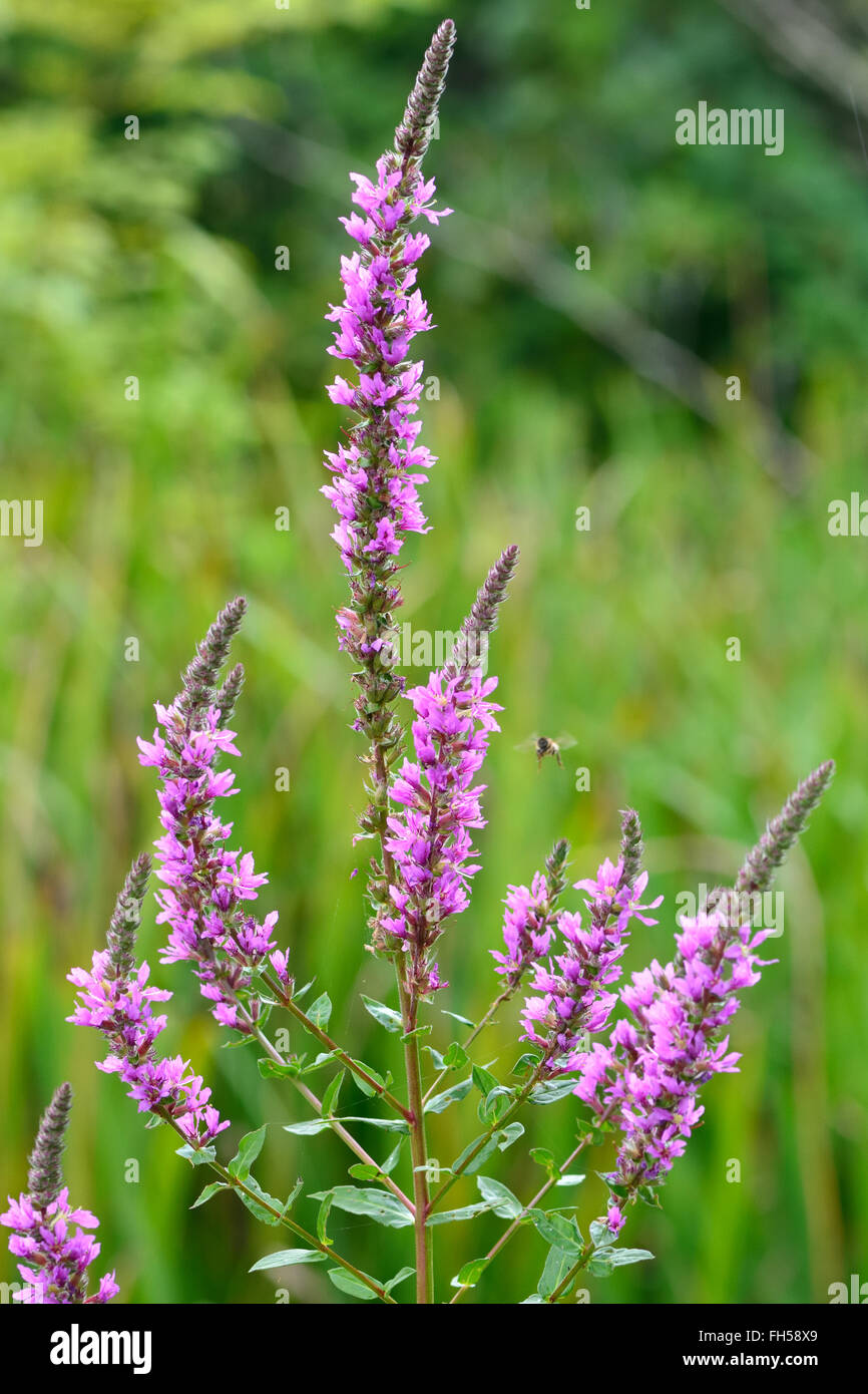 Purple loosestrife (Lythrum salicaria). Flower spikes of this striking plant in the family Lythraceae, growing in a pond Stock Photo