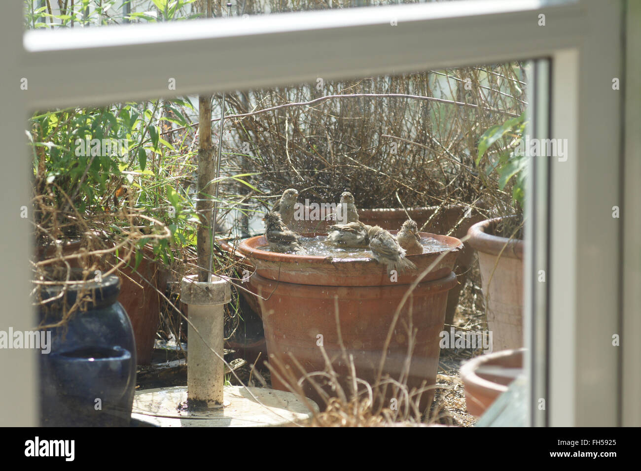 Sparrows, bathing Stock Photo