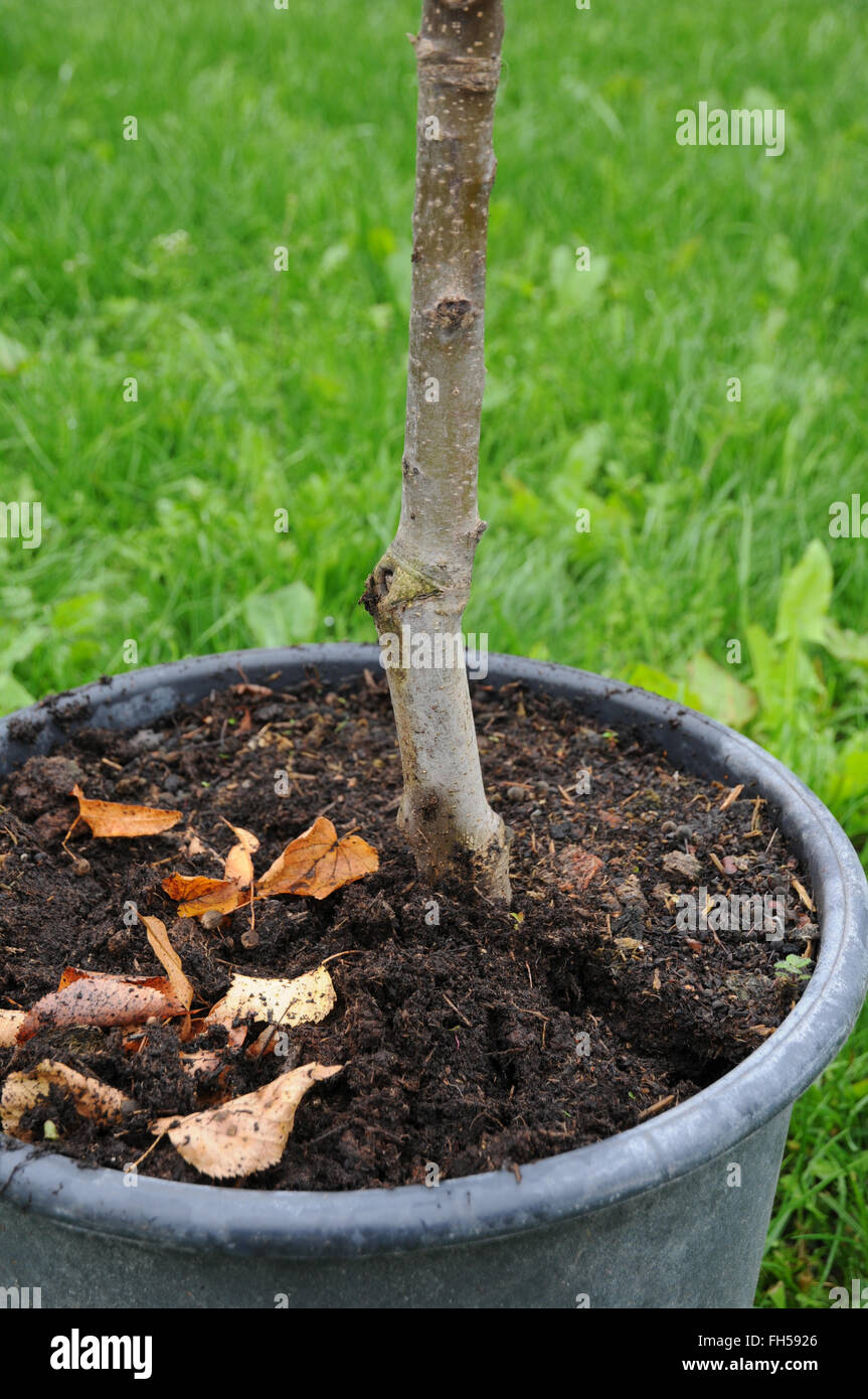 Tree grafting - Stock Image - E770/0967 - Science Photo Library