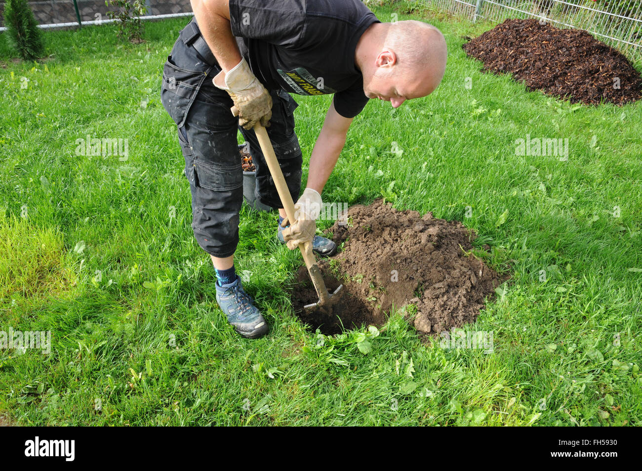 Walnut tree planting Stock Photo Alamy