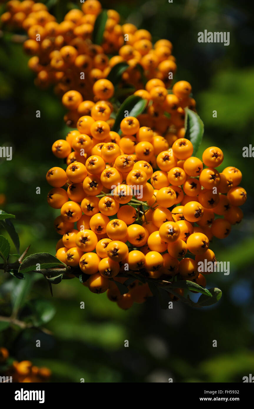 Firethorn Stock Photo