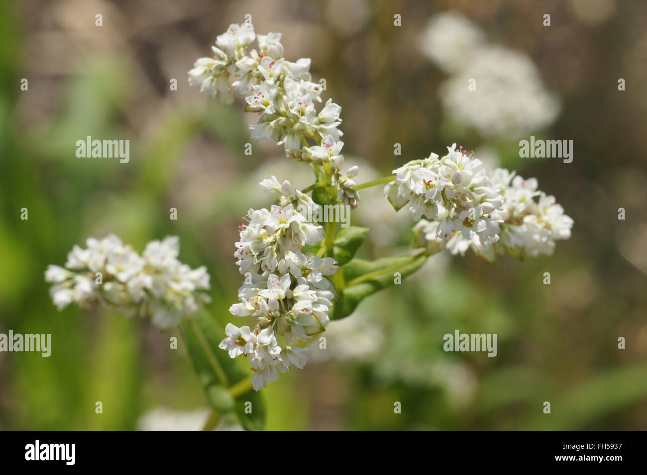 Buckwheat Stock Photo
