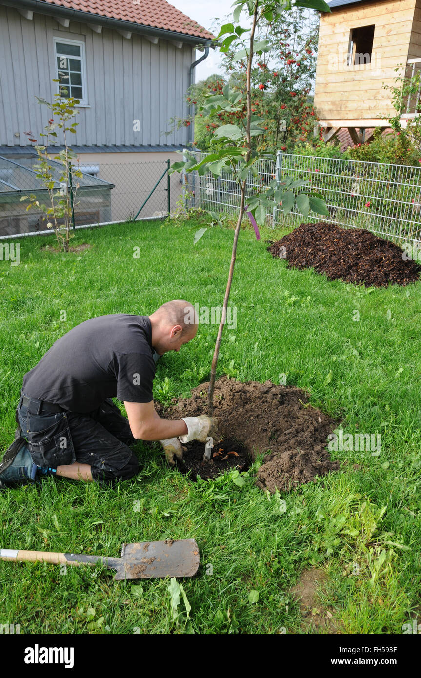 Walnut Tree Planting Stock Photo - Alamy