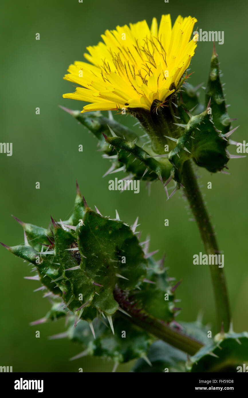 Bristly oxtongue (Picris echioides). Prickly plant in the daisy family (Asteraceae), with yellow flower and prickly leaves Stock Photo