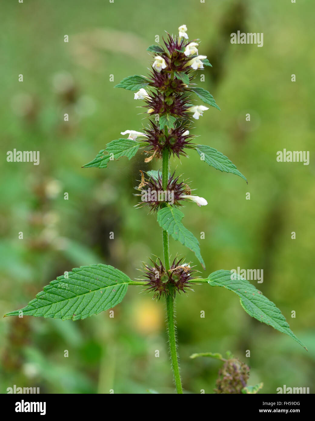 Common hemp-nettle (Galeopsis tetrahit). A herbaceous annual plant with white flowers, also known as brittlestem hempnettle Stock Photo
