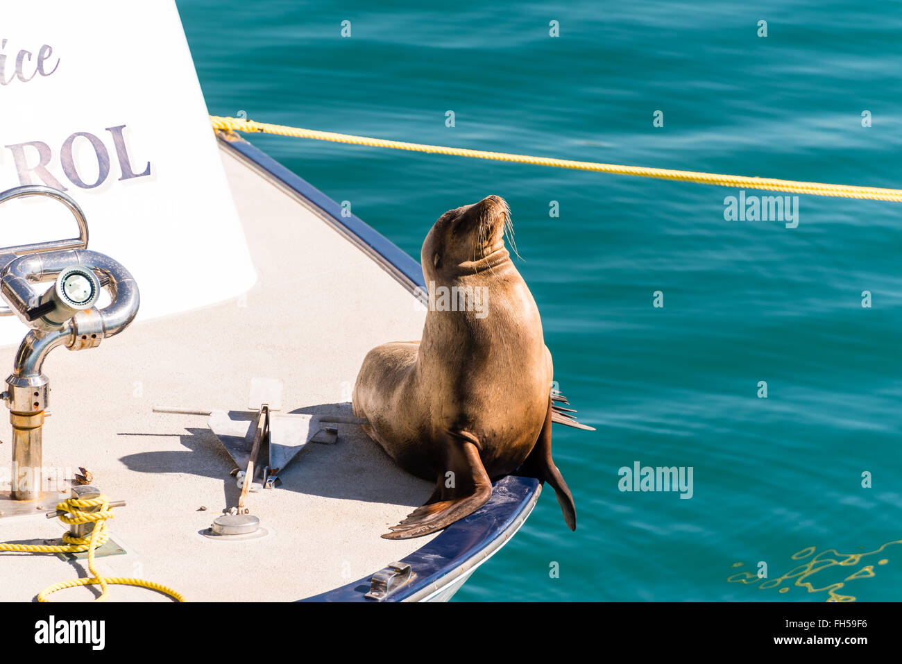 seal sitting in the sun aboard a coastal patrol boat Stock Photo