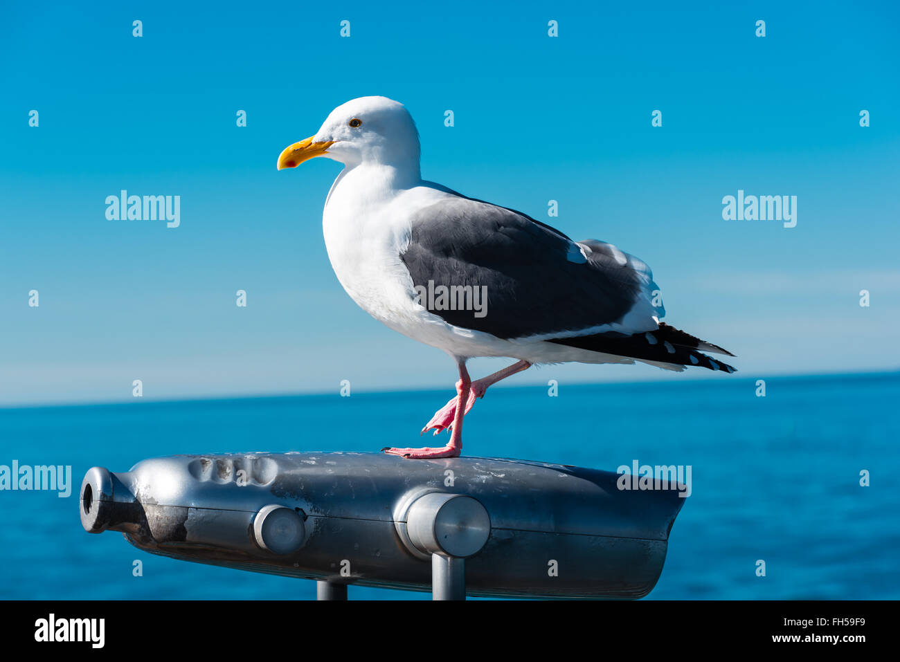 seagull sitting on binoculars on a pier Stock Photo