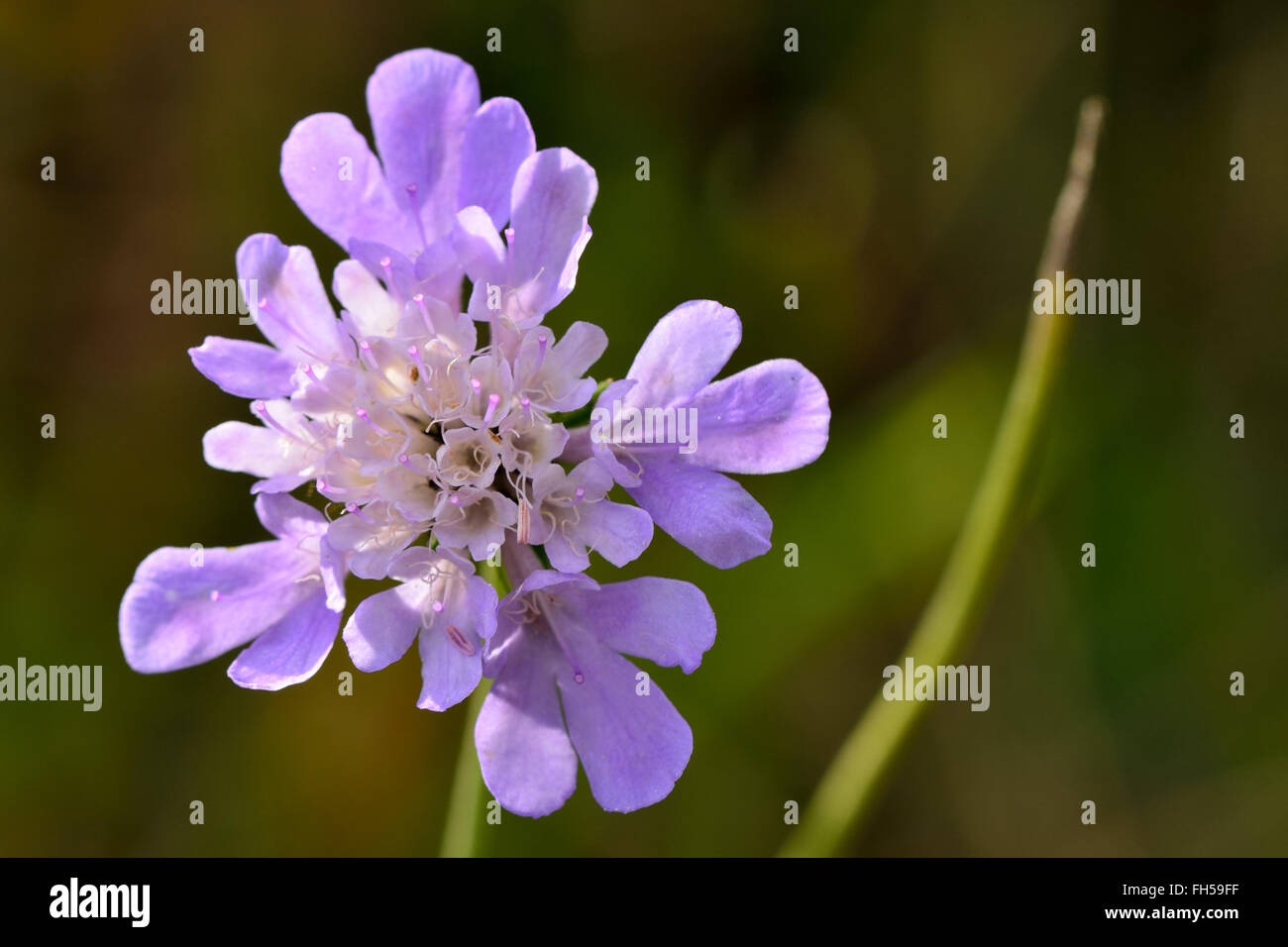 Small scabious (Scabiosa columbaria). Mauve flowers on plant in the family Dipsaceae, flowering in a British calcareous meadow Stock Photo
