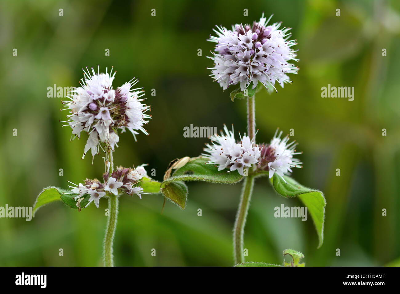 Water mint (Mentha aquatica). A plant of wet conditions with pale purple flowers in the Lamiaceae family Stock Photo