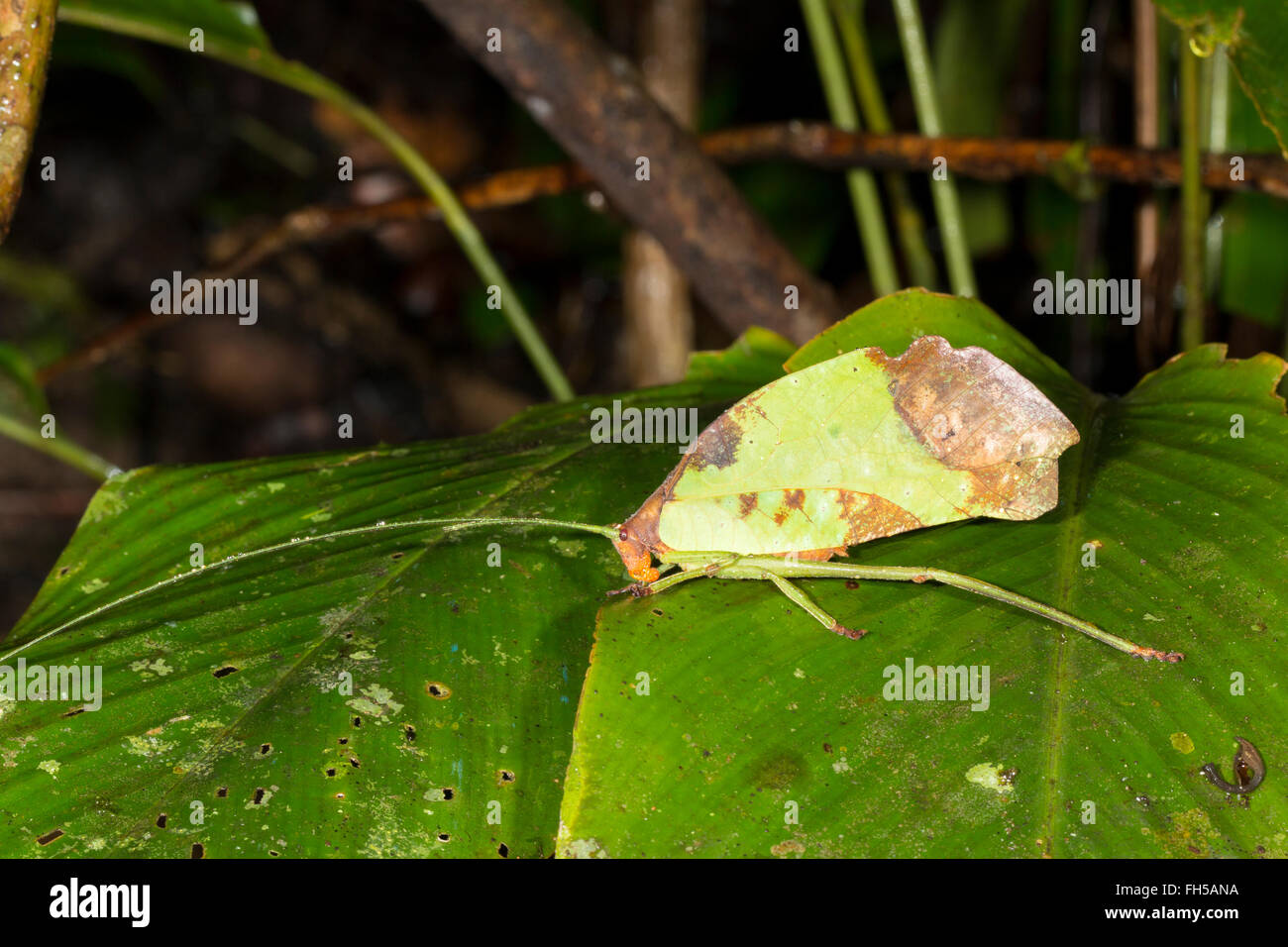 Leaf mimic katydid (Pterochroza ocellata, family Tettiginiidae) in the rainforest understory, Pastaza province, Ecuador Stock Photo