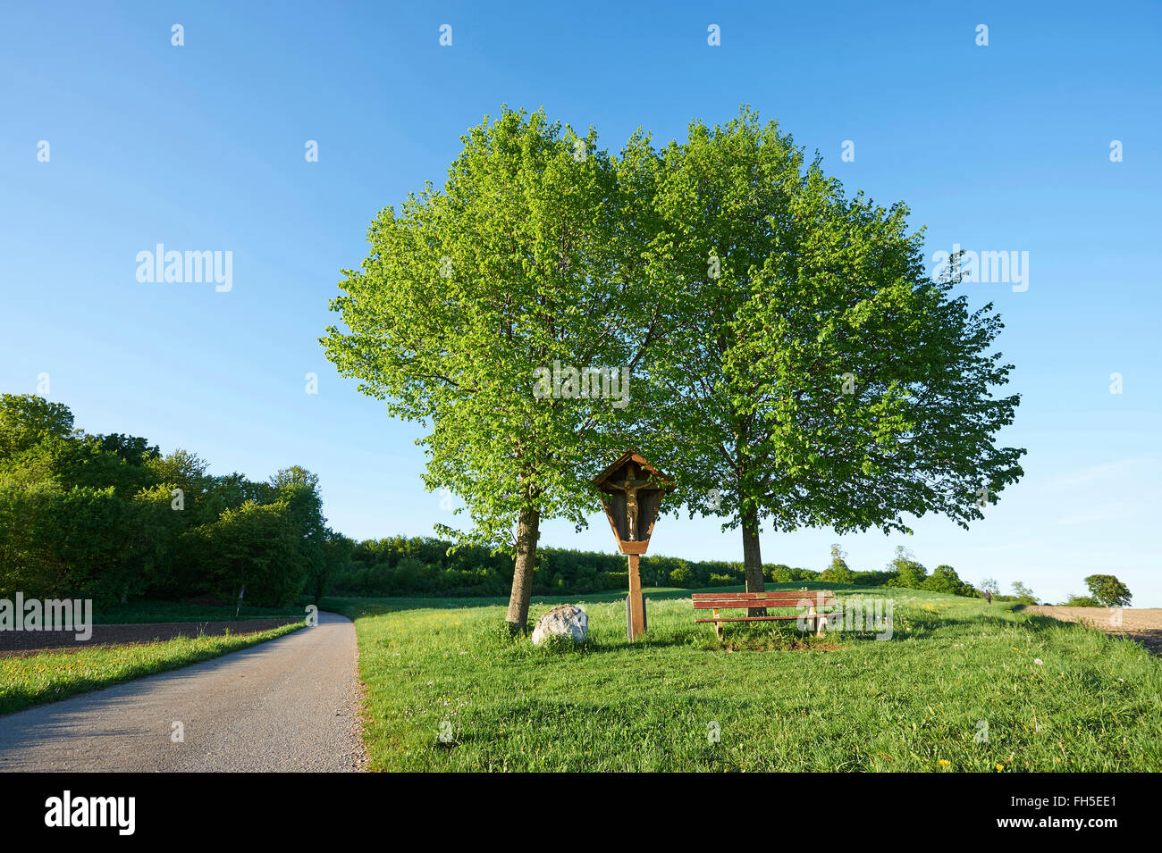 Landscape with Silver Birch (Betula pendula) Trees on Meadow on  Sunny Day in Spring, Bavaria, Germany Stock Photo