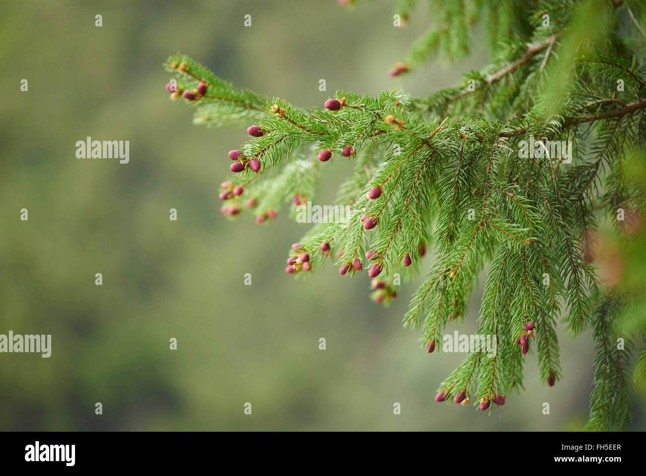 Close-up of Young Norway Spruce (Picea abies) Cones in Spring, Bavaria, Germany Stock Photo