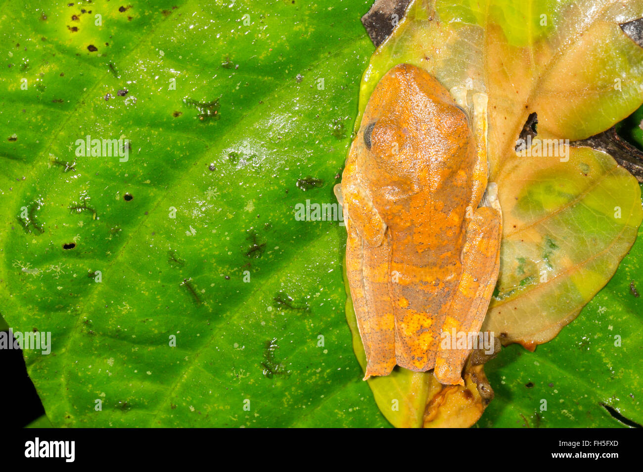 Map leaf hi-res stock photography and images - Alamy