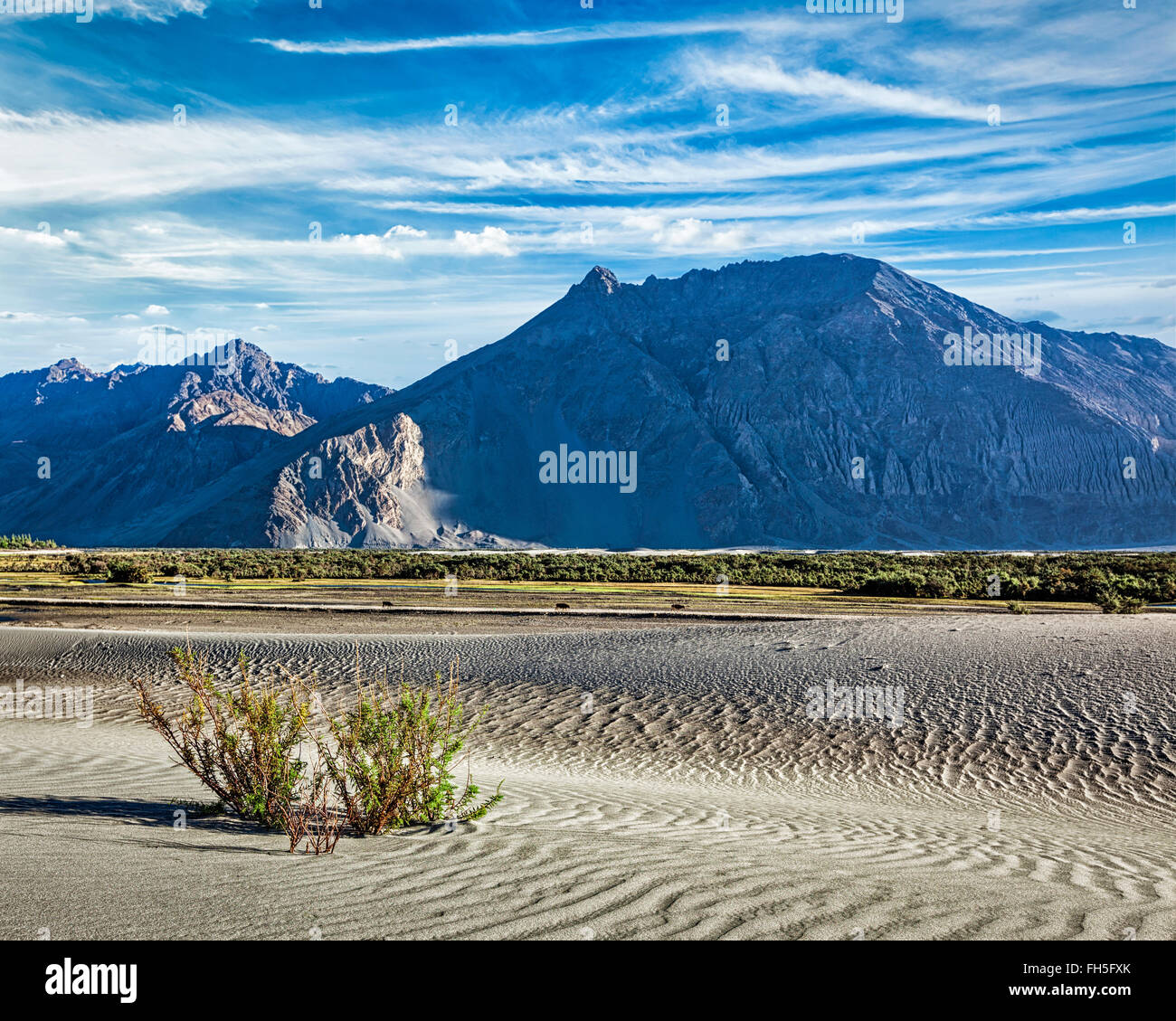 Sand dunes in Nubra valley, Ladakh Stock Photo