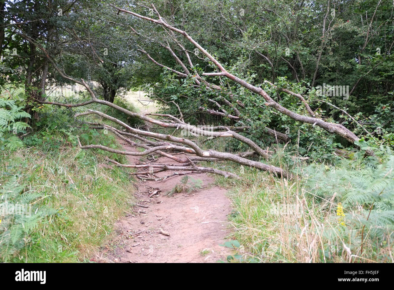 Fallen tree across a path on top of Cheddar Gorge in England, UK GB ...