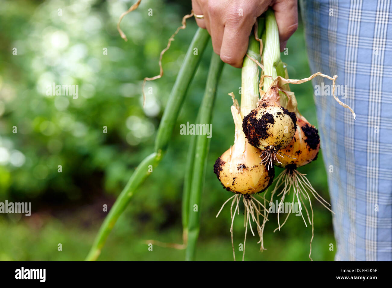 Man Standing Outdoors Holding Young Spanish Onions freshly dug from Garden, Toronto, Ontario, Canada Stock Photo