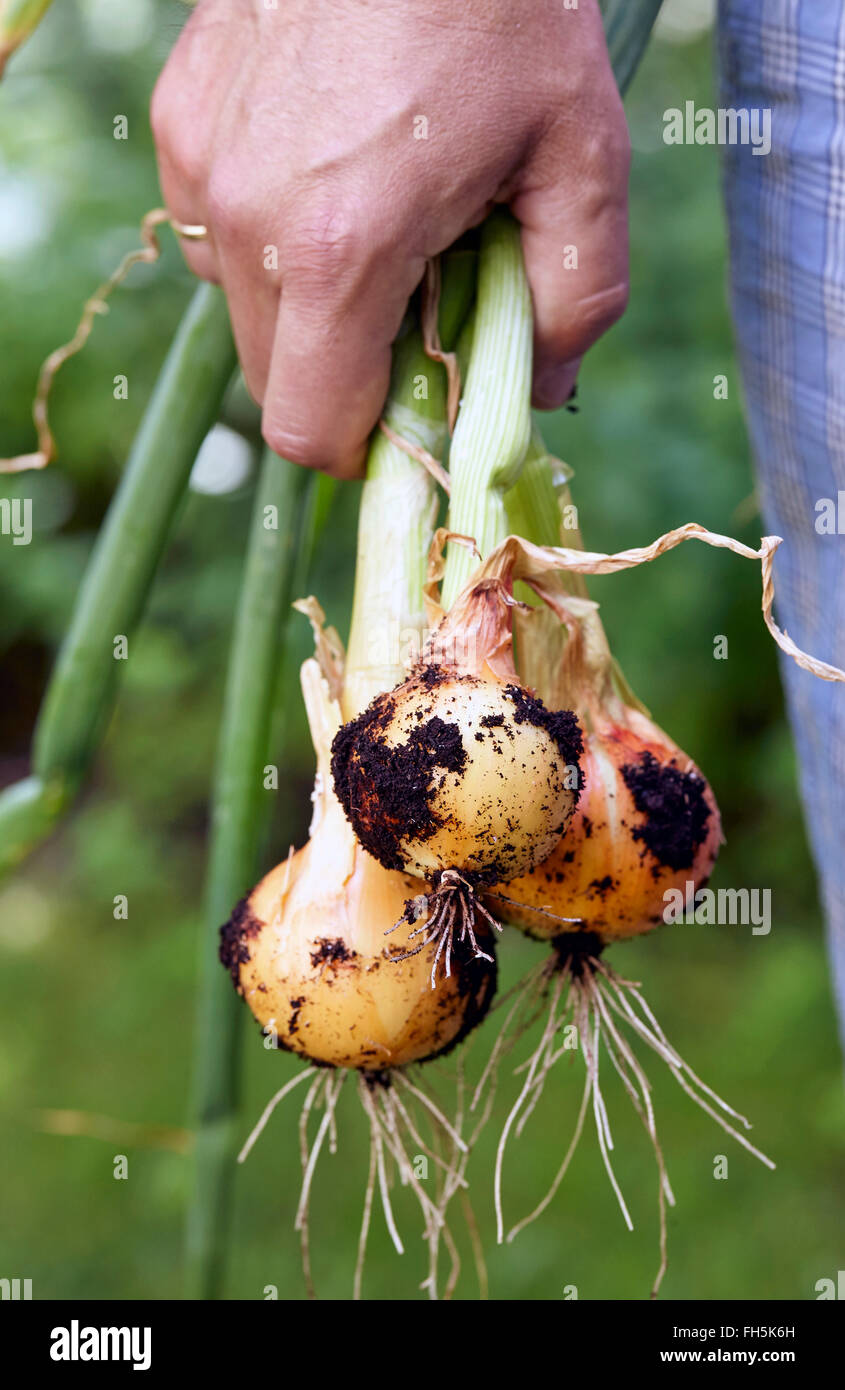 Man Standing Outdoors Holding young Spanish Onions freshly dug from Garden, Toronto, Ontario, Canada Stock Photo