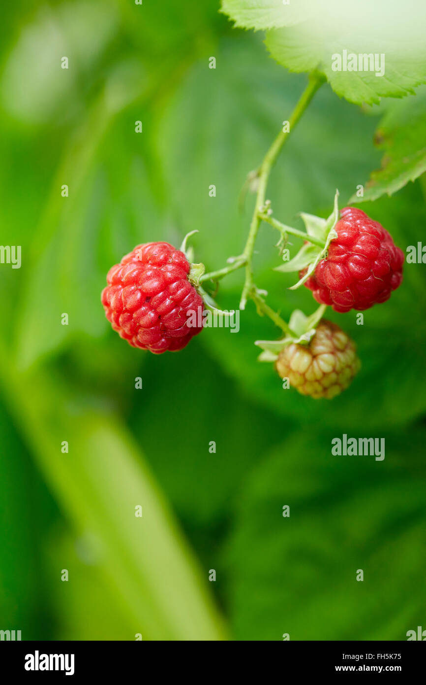 Close-up of Fresh Red Rasberry on Bush in Garden, Ontario, Canada Stock ...