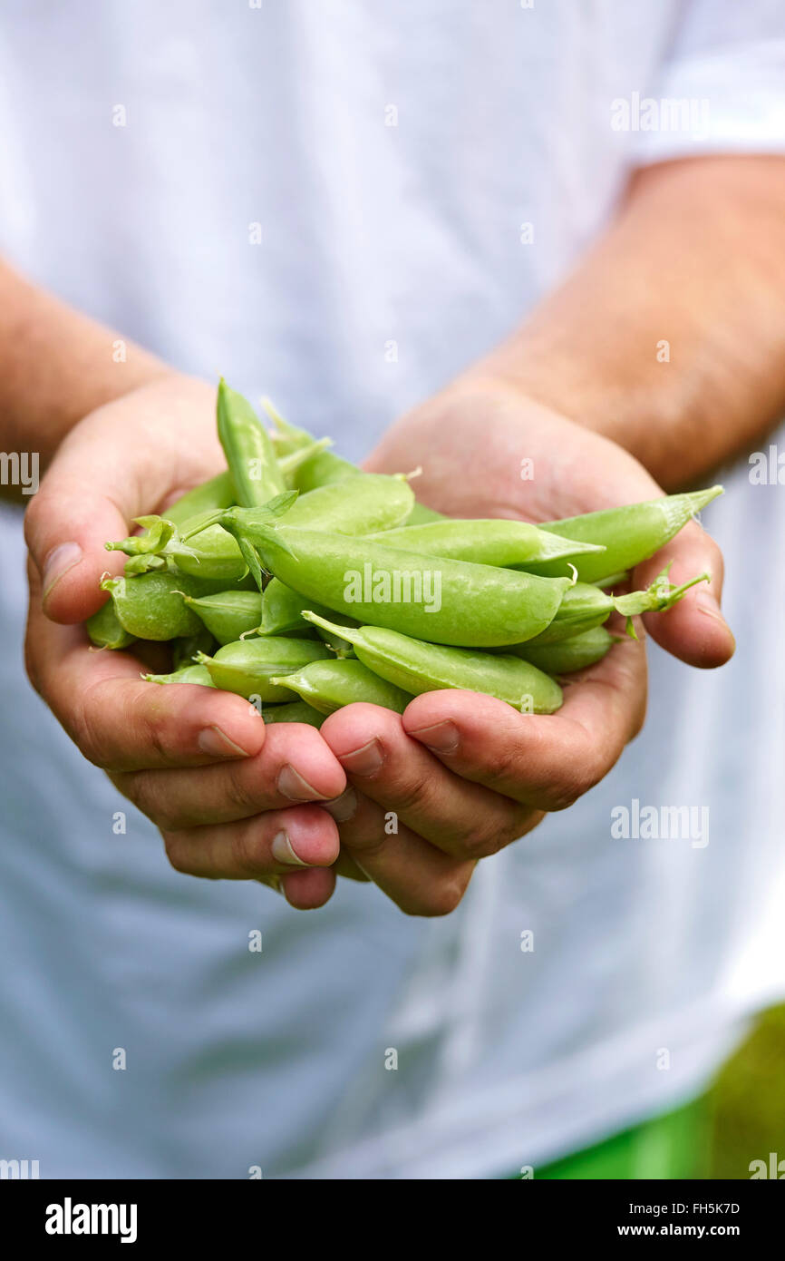 Man's Hands Holding Fresh Picked Sugar Snap Peas Outdoors, Toronto, Ontario, Canada Stock Photo