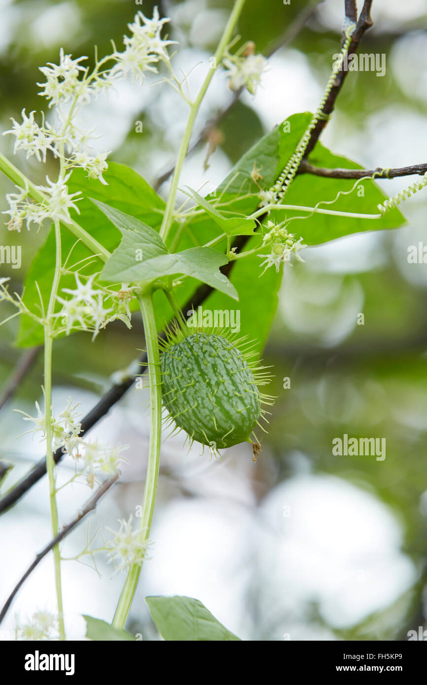Close-up of Wild Cucumber Plant (Echinocystis lobata), Prince Edward Island, Canada Stock Photo