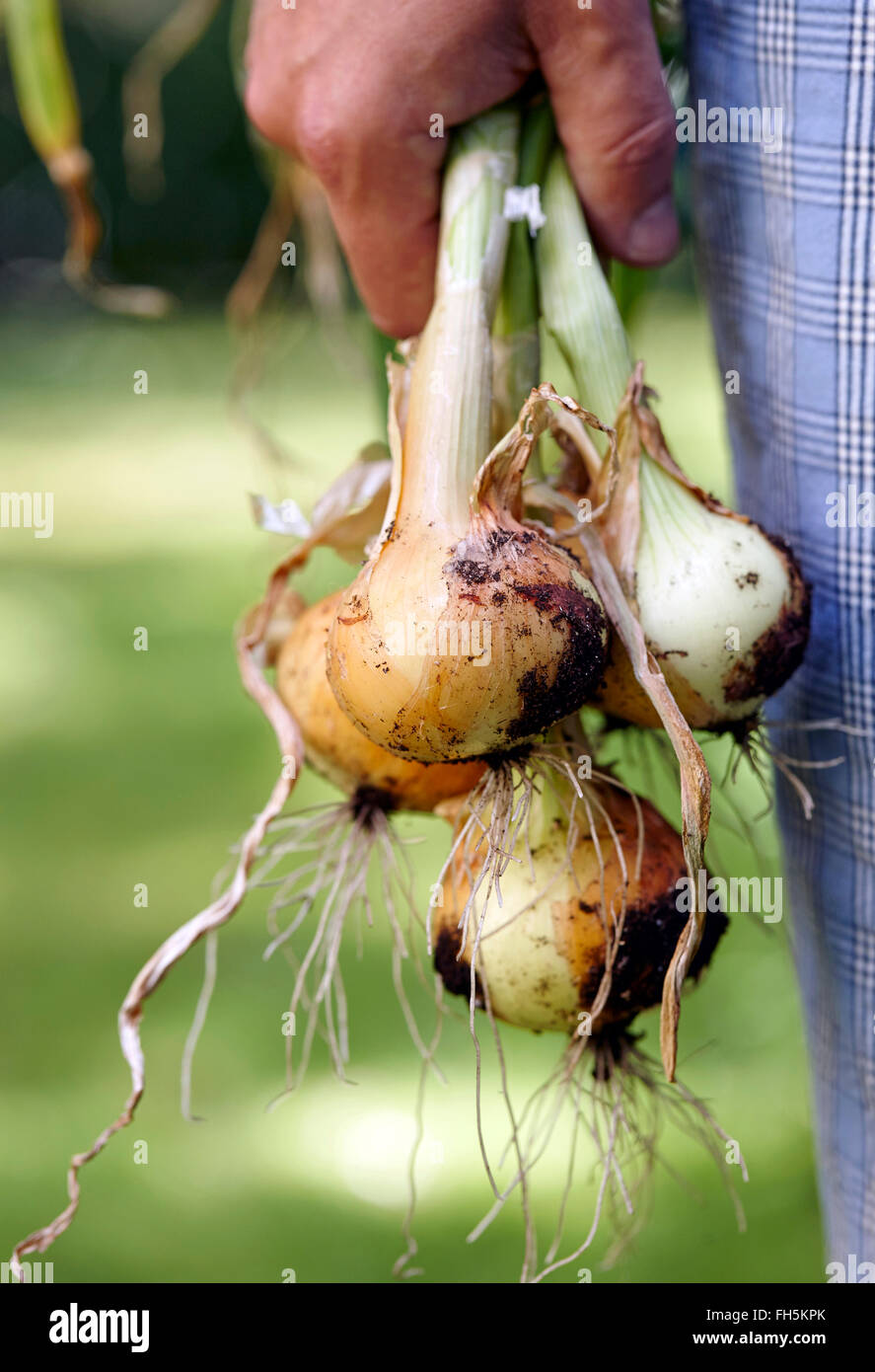 Man Standing Outdoors Holding Young Spanish Onions Freshly dug from the Garden, Toronto, Ontario, Canada Stock Photo