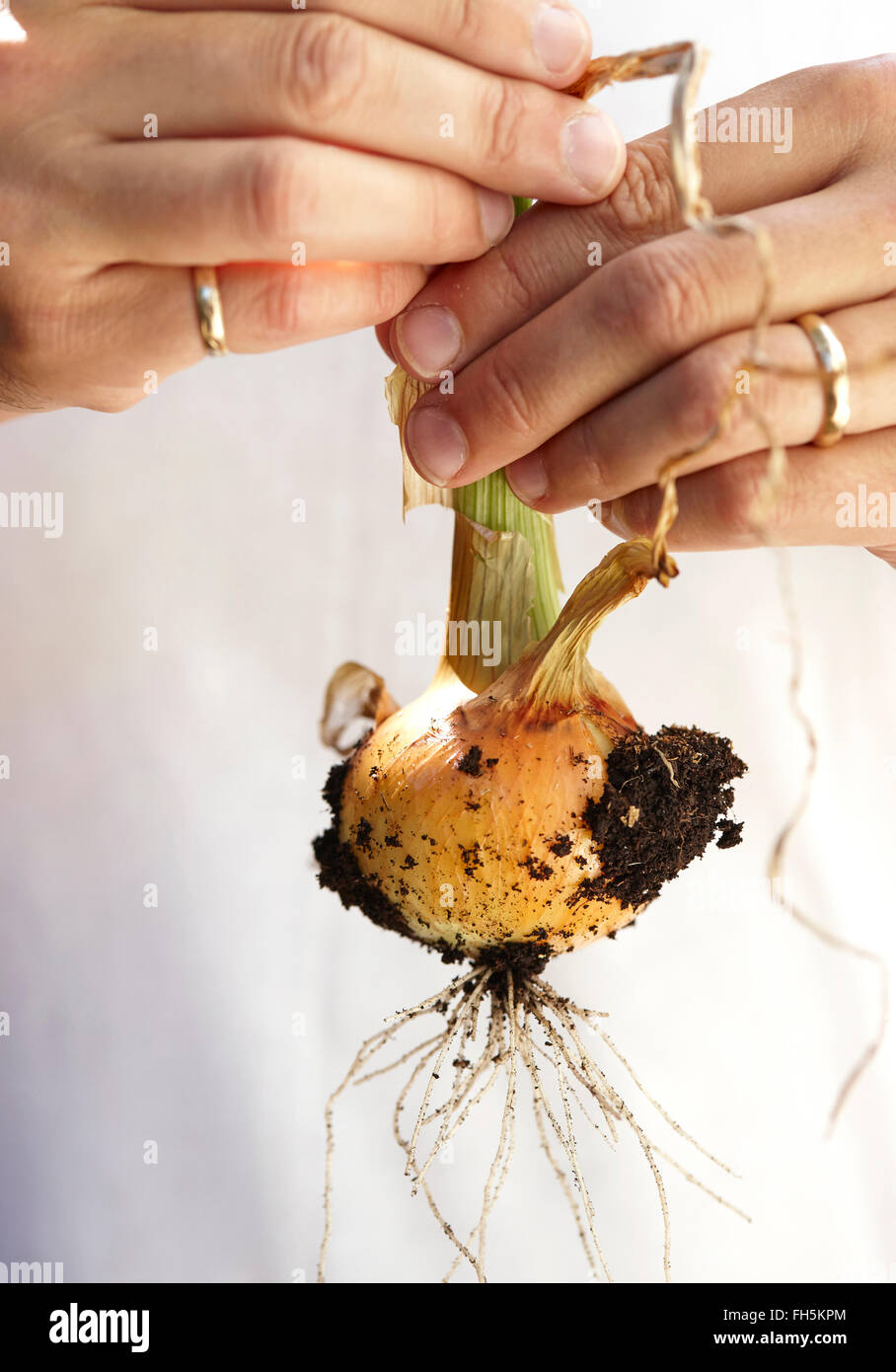Man's Hands Holding Young Spanish Onion freshly dug from Garden, Toronto, Ontario, Canada Stock Photo