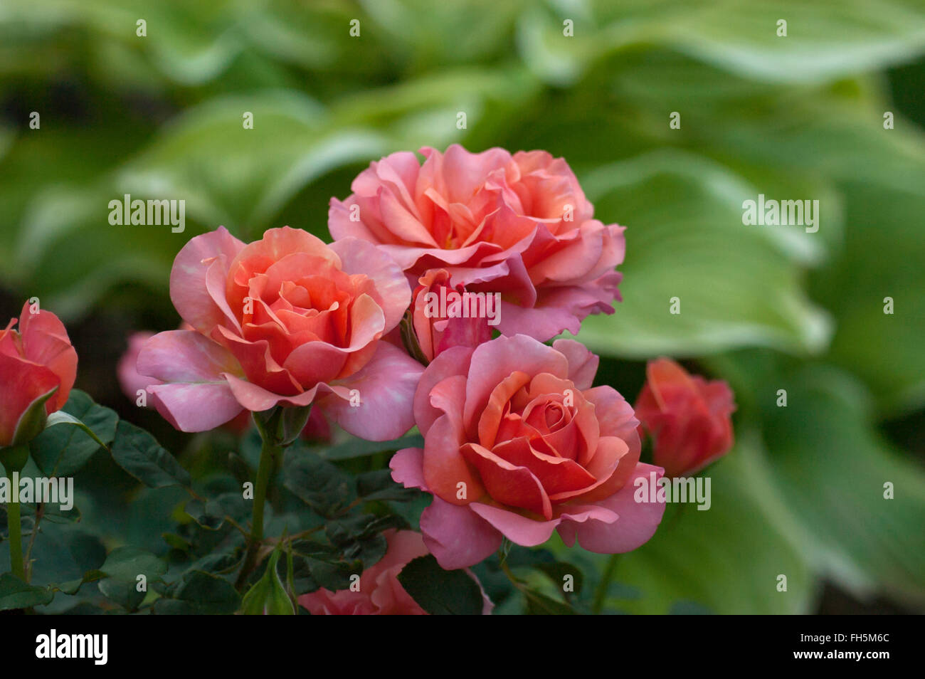 21+ Tuscan Sun Rose Gif