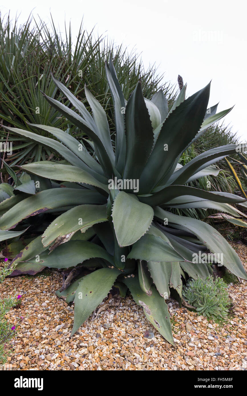 Fleshy rosette of the large century plant succulent, Agave salmiana var. ferox Stock Photo