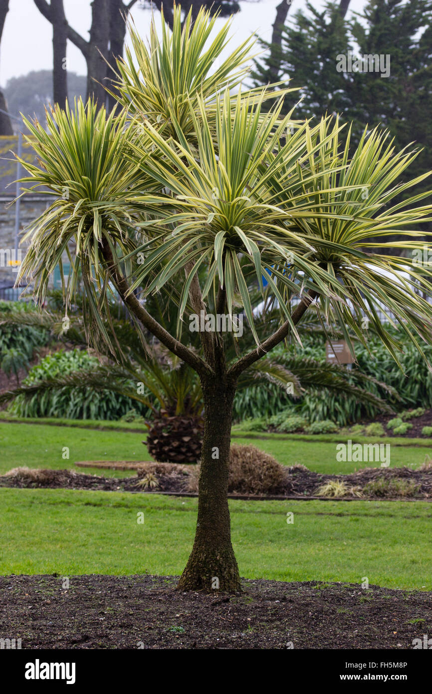 Branching growth of the variegated cabbage palm, Cordyline australis 'Torbay Dazzler' Stock Photo