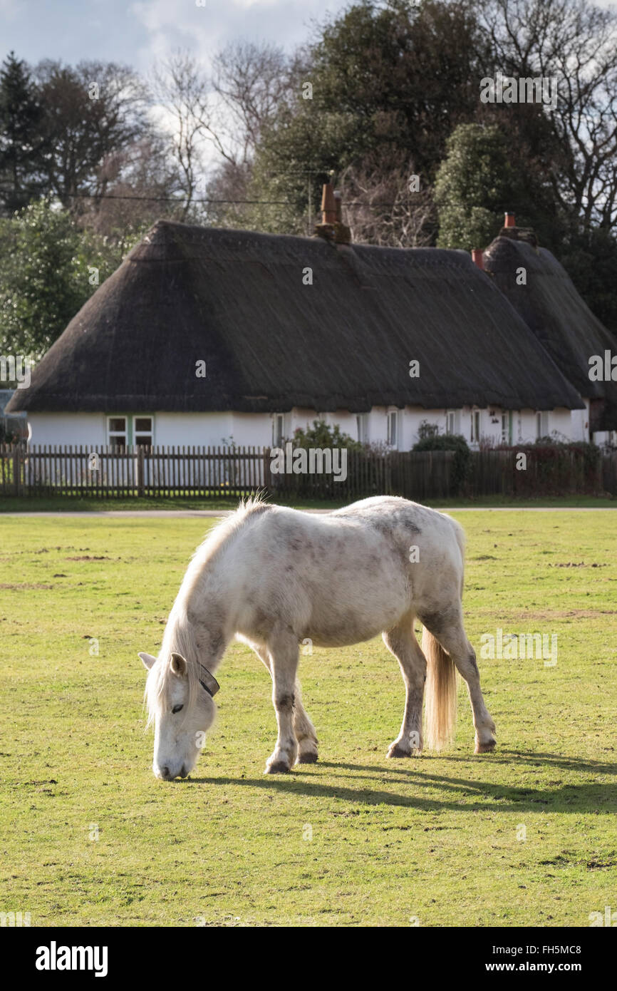 The Village of Hale in the New Forest with a pony grazing on Hatchet Green Stock Photo