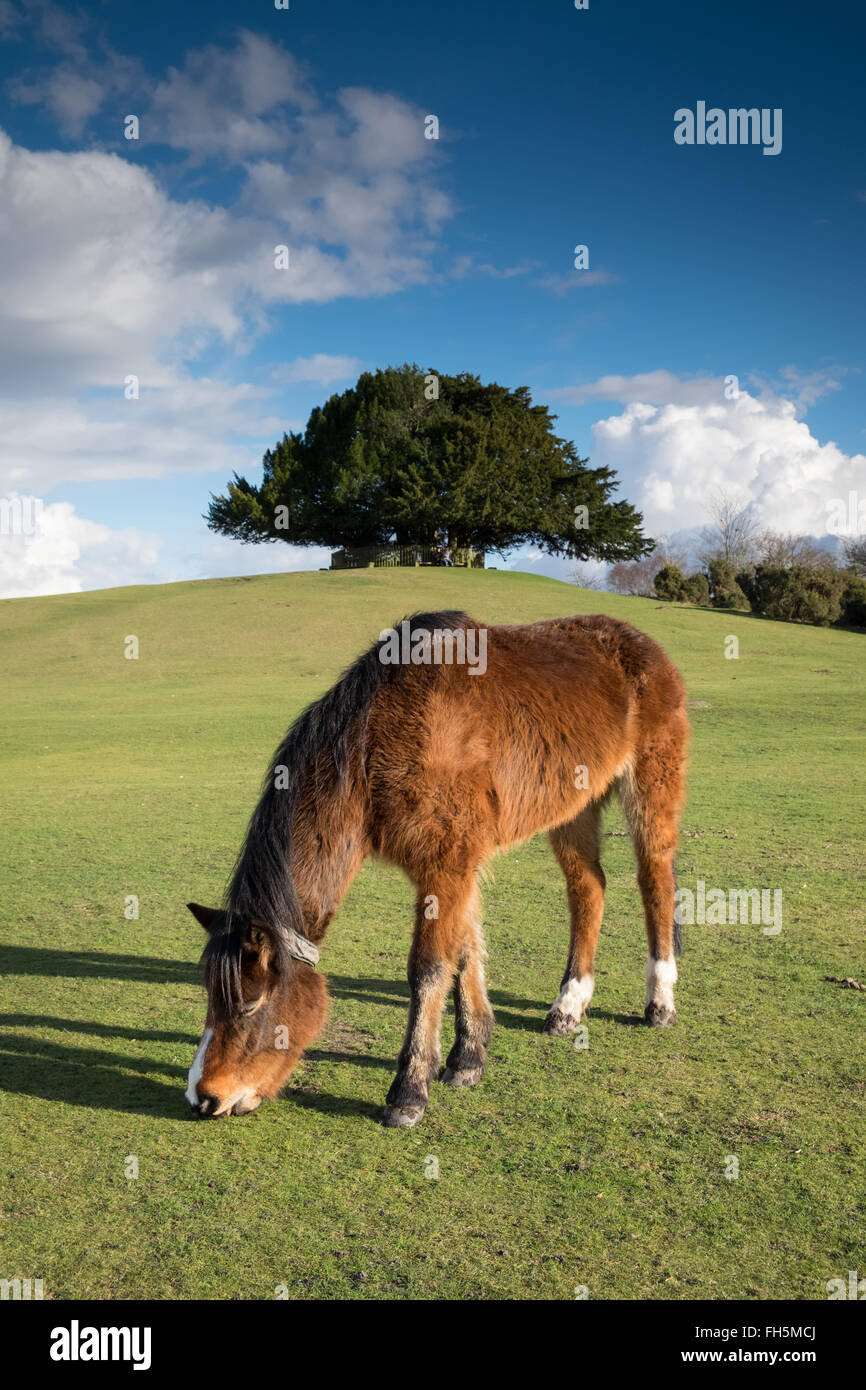 New Forest Ponies grazing at Bolton's Bench near Lyndhurst in the New ...