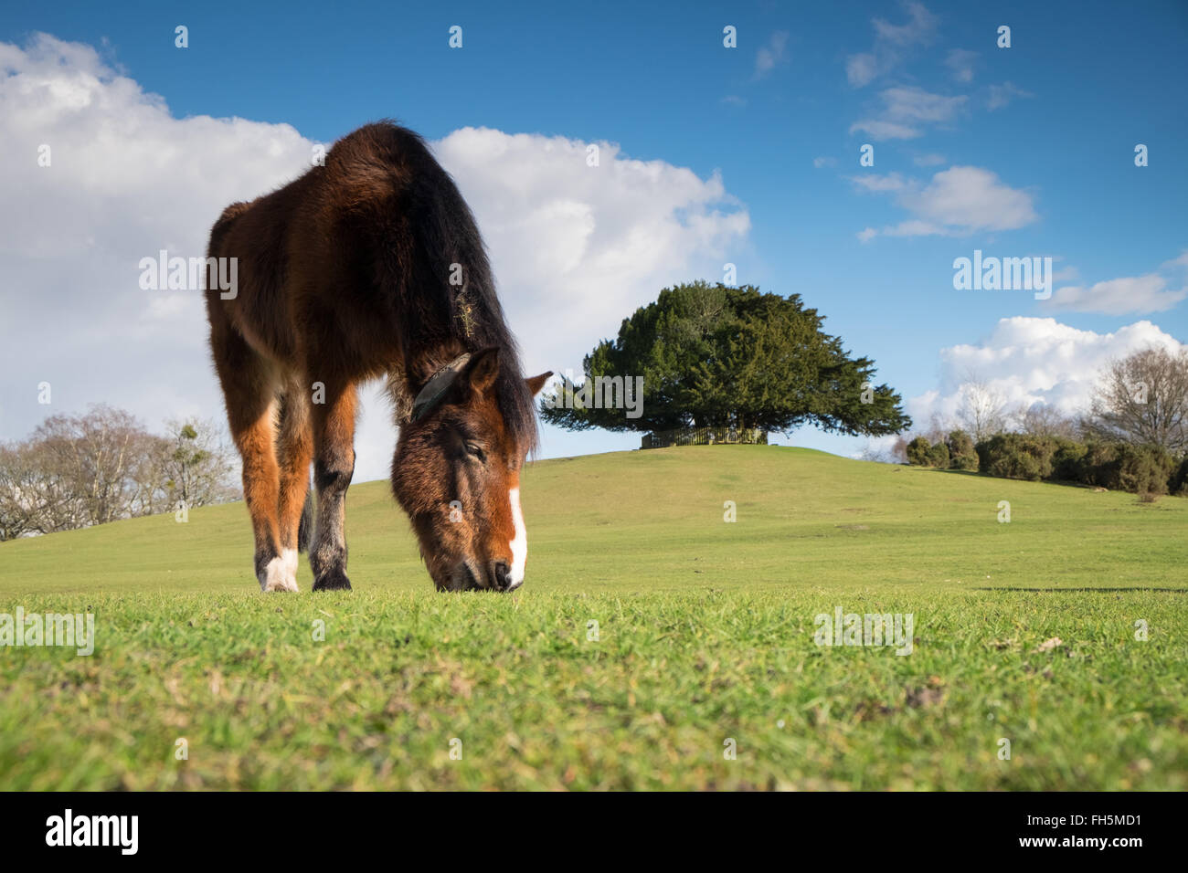 New Forest Ponies grazing at Bolton's Bench, Lyndhurst in the New Forest National Park Stock Photo