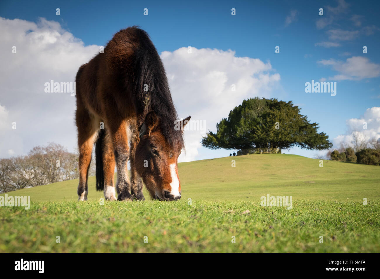 New Forest Ponies grazing at Bolton's Bench near Lyndhurst in the New Forest National Park Stock Photo