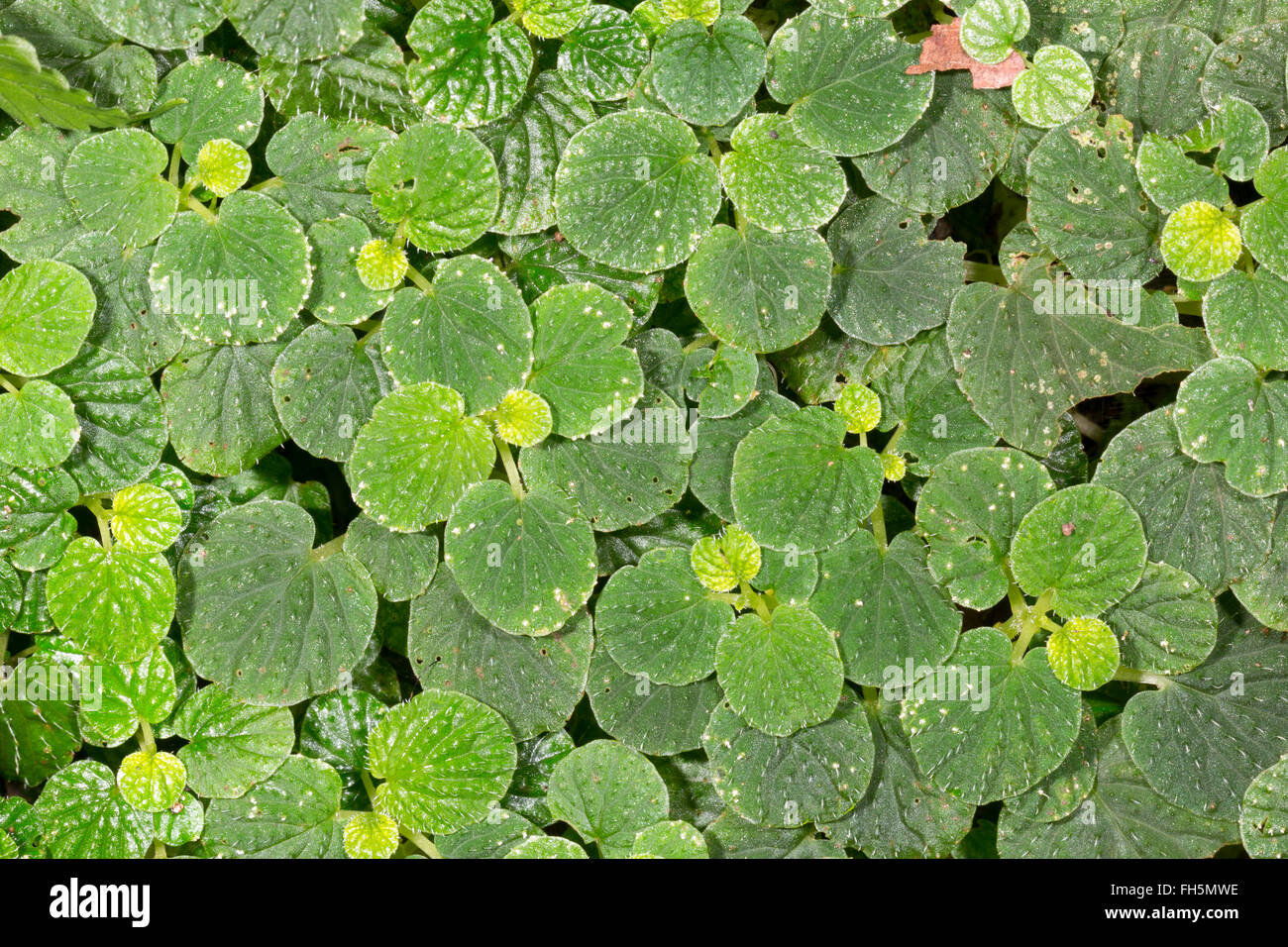 Ground cover plant growing on the rainforest floor, Pastaza province, Ecuador Stock Photo Alamy