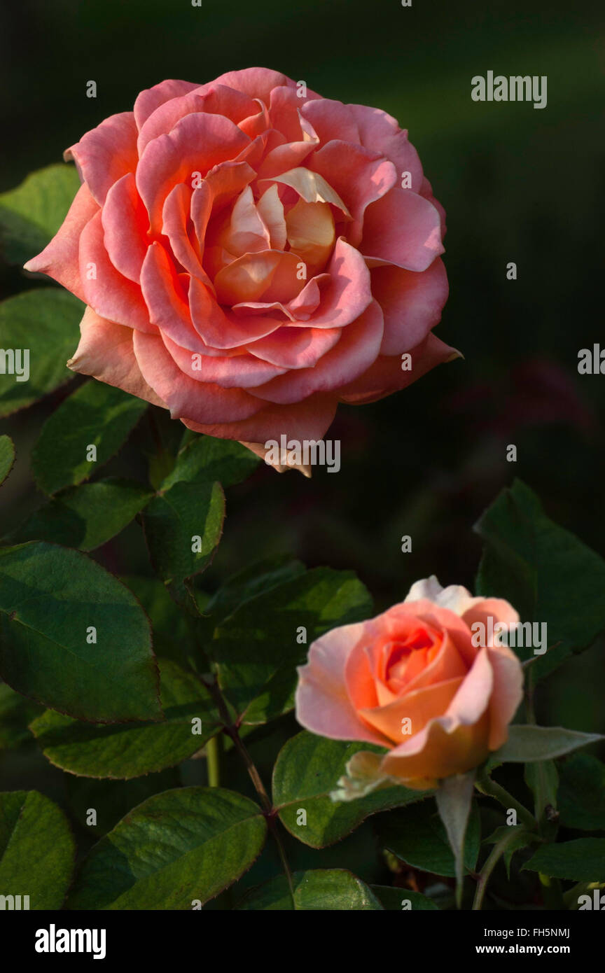 Rose Brass Band, FLORIBUNDA, ORANGE Stock Photo Alamy