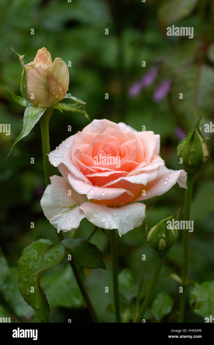 Rose, Johann Strauss, pink hybrid tea, Stock Photo