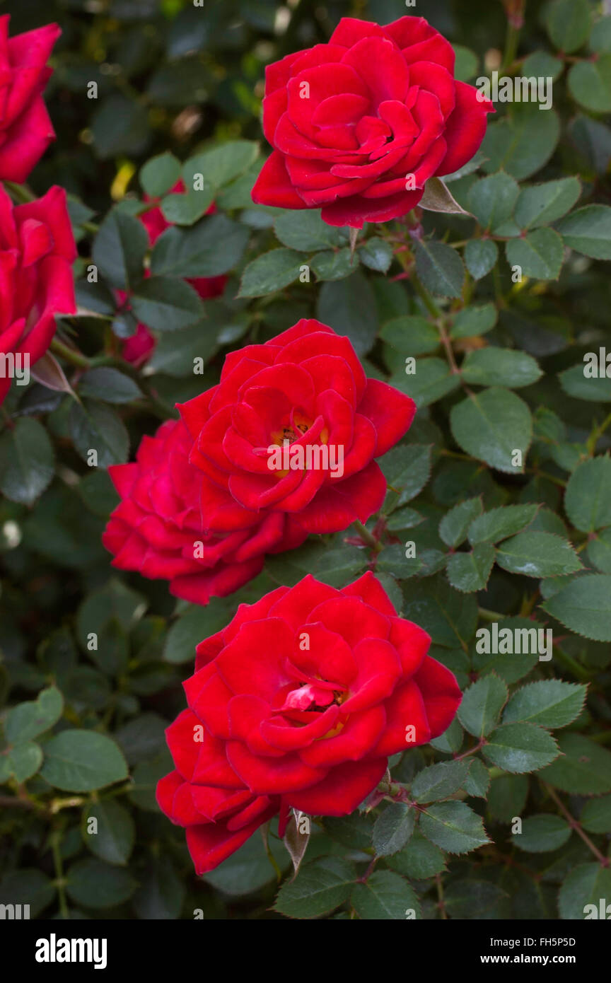Miniature red roses hires stock photography and images Alamy