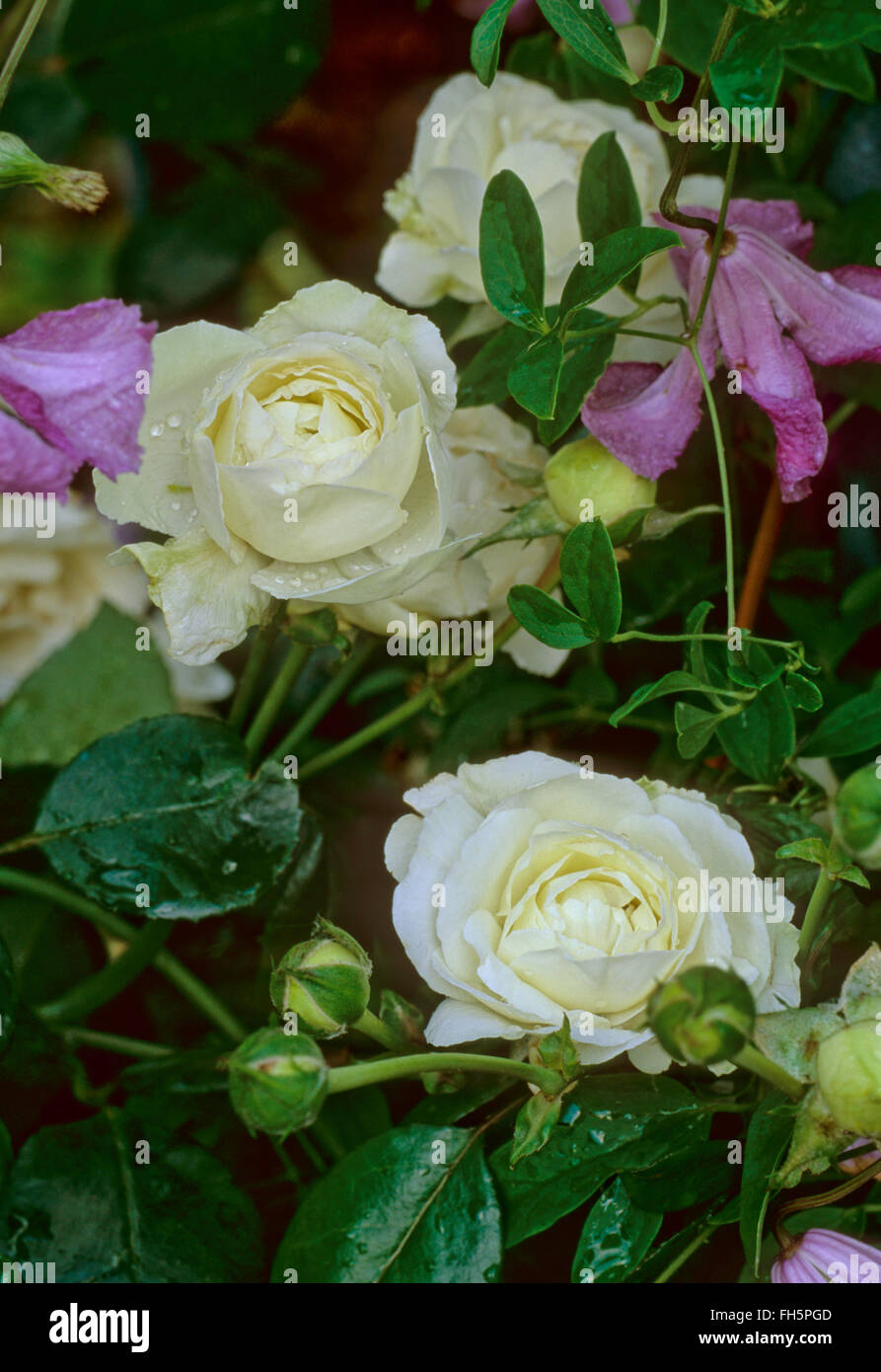 Rosa, Madame Plantier, White Alba, Hybrid Noisette, Hybrid China, The Bride's  Rose, Stock Photo