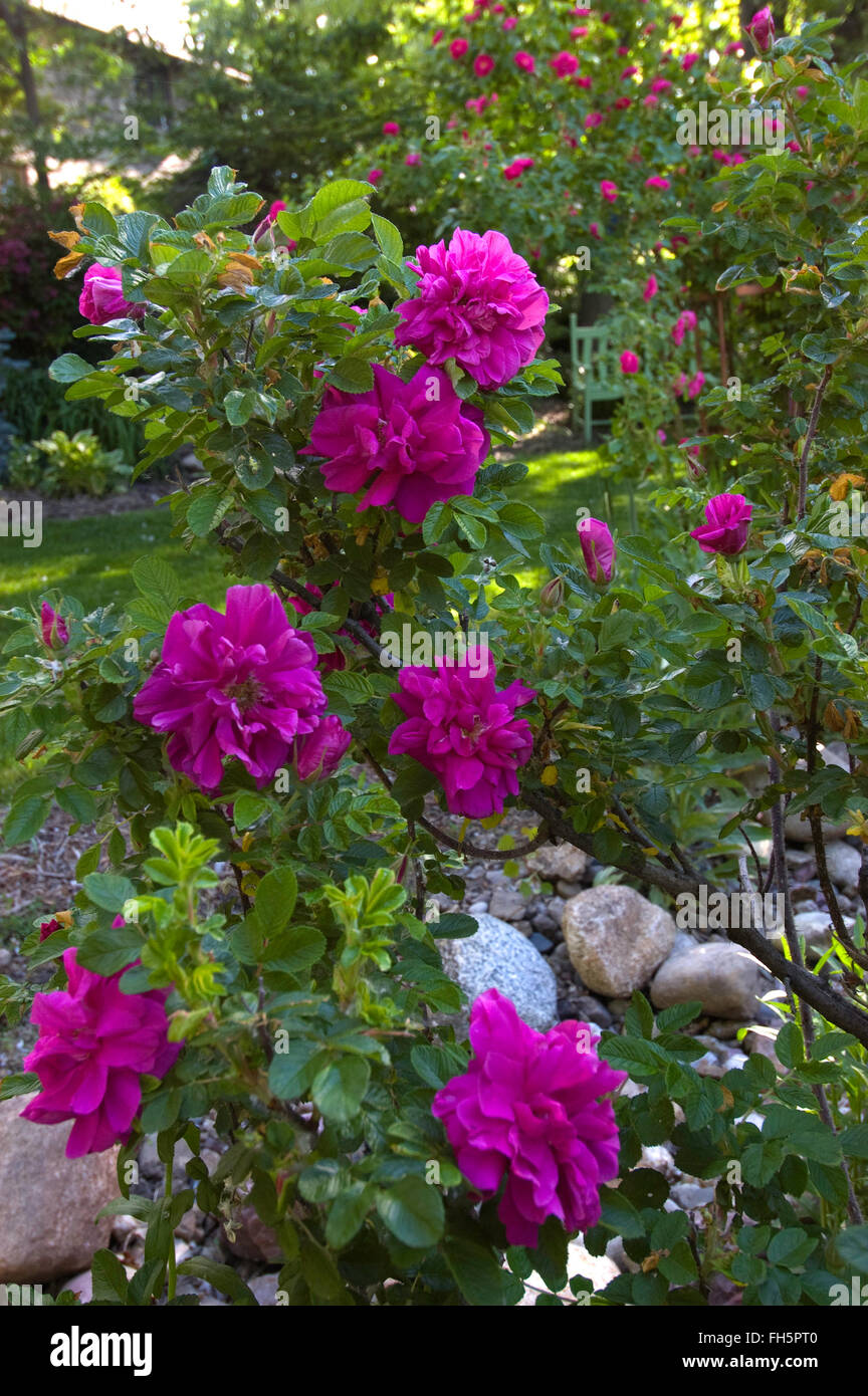 Rose, Rosa Hansa, Rugosa, Stock Photo