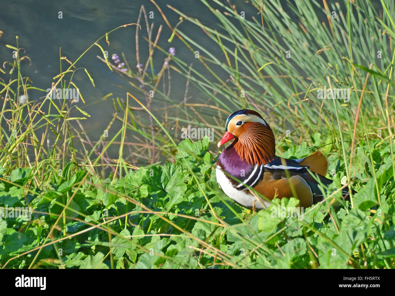 mandarin duck in the grass Stock Photo