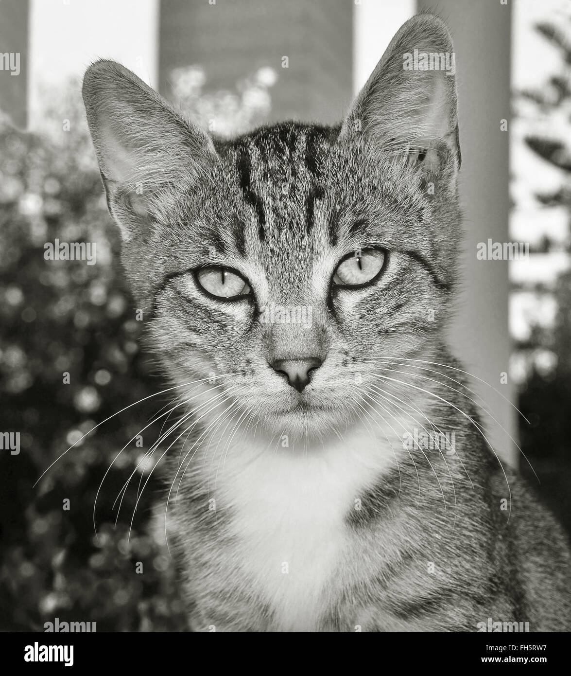 portrait of cat Stock Photo