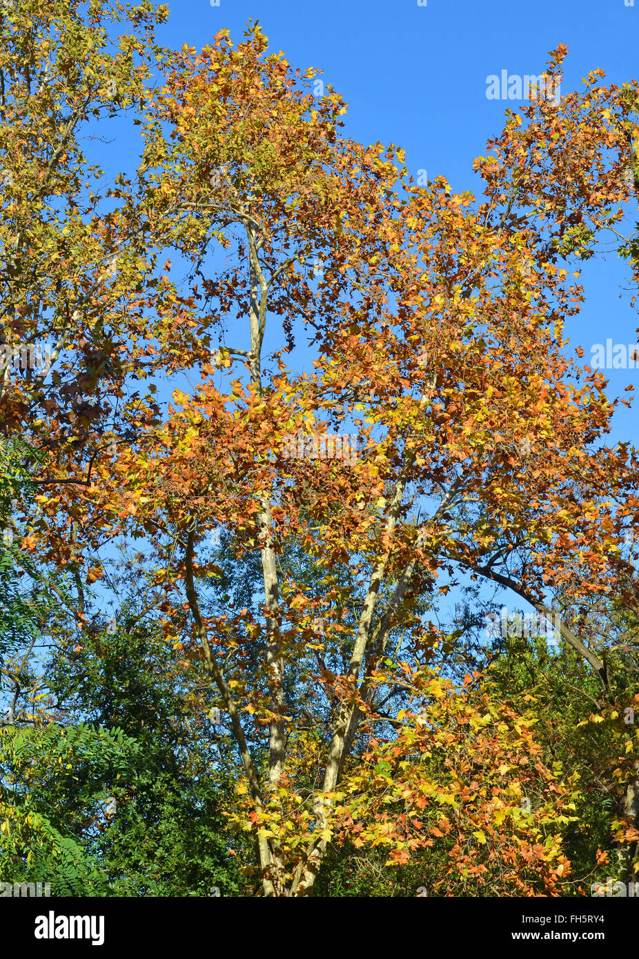 plane tree in autumn Stock Photo