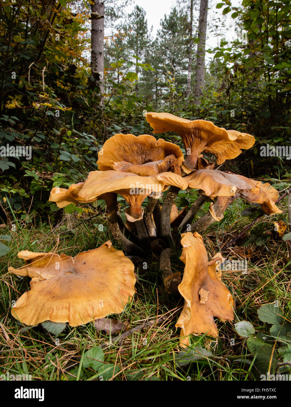 Large fungus possible a honey fungus such as Armillaria mellea growing on the woodland floor of Leigh Woods Bristol Stock Photo