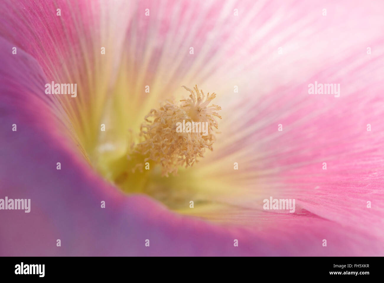 Close-up of Common Hollyhock (Alcea rosea) Blossom in Garden in Summer, Germany Stock Photo