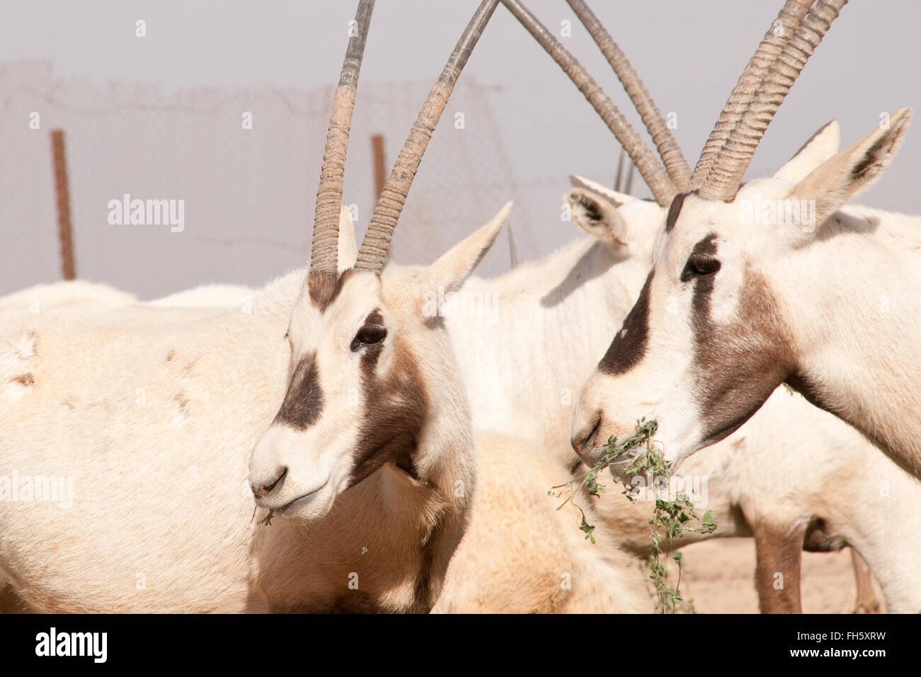 A herd of rare Arabian Oryx on the Shaumari Wildlife Reserve on the outskirts of Azraq Oasis in the Eastern Desert of the Hashemite Kingdom of Jordan. Stock Photo